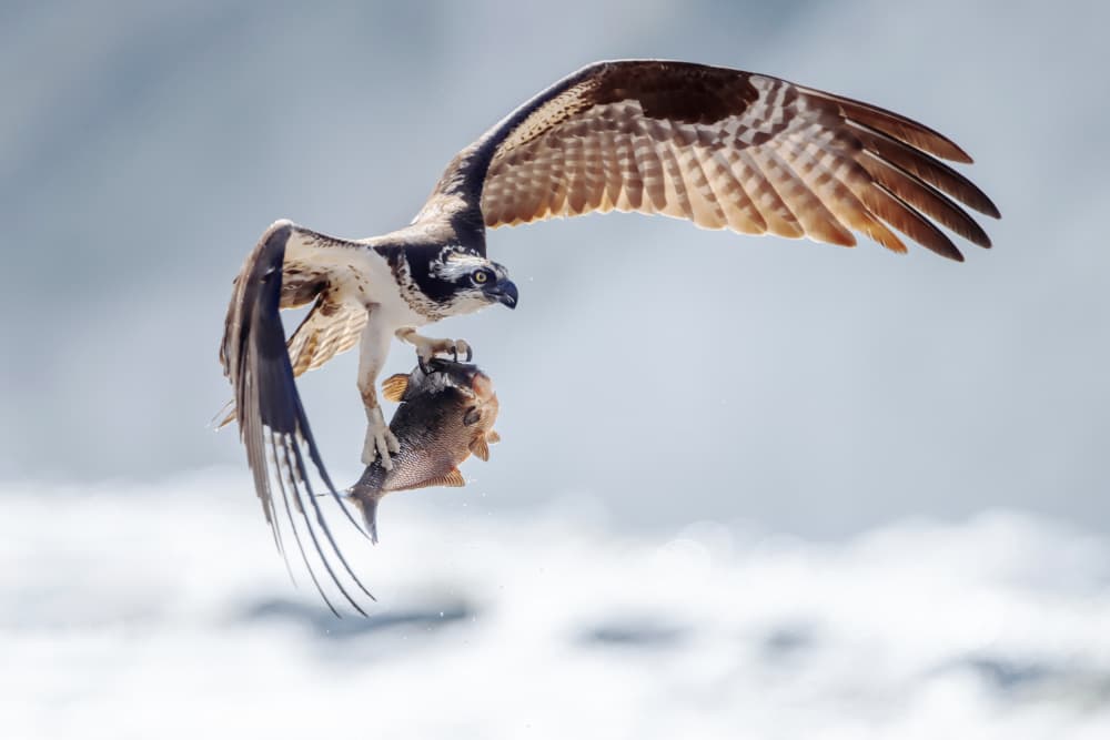Osprey's Dynamic Catch by Rob Li — canvas wall art
