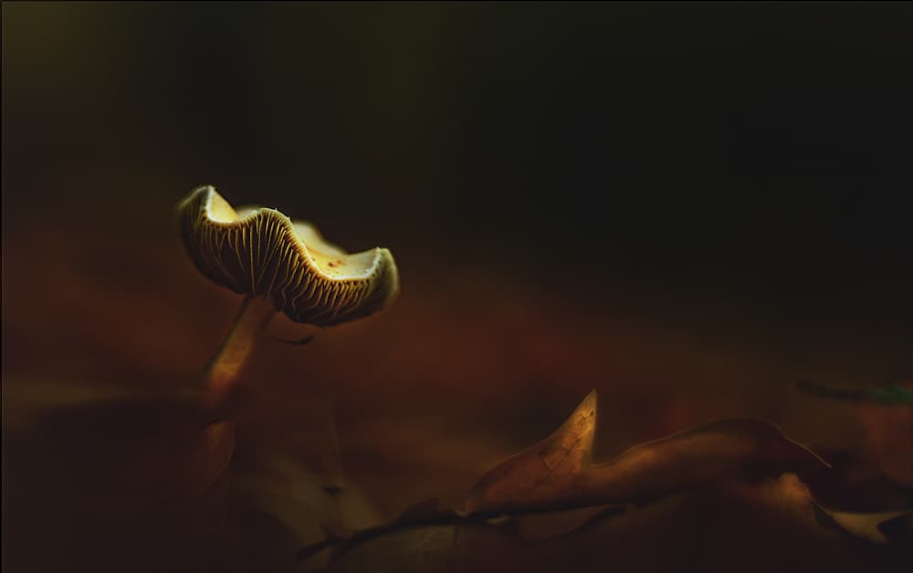 Glowing Forest Mushroom by Jan van der Linden — canvas wall art