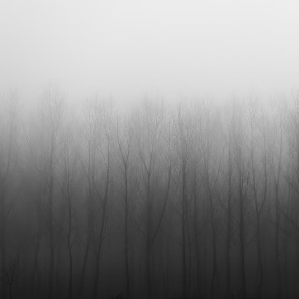 Misty Forest Trees by Antonio Carrillo Lopez — canvas wall art