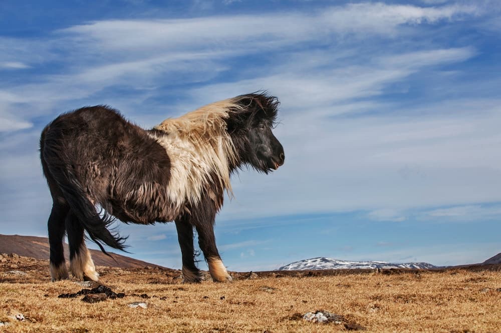 Windswept Icelandic Horse by Bragi Ingibergsson - BRIN — canvas wall art