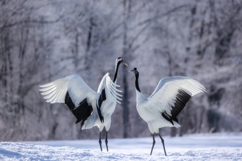 Red-crowned Cranes Dancing by Chong Q. Wu — canvas wall art