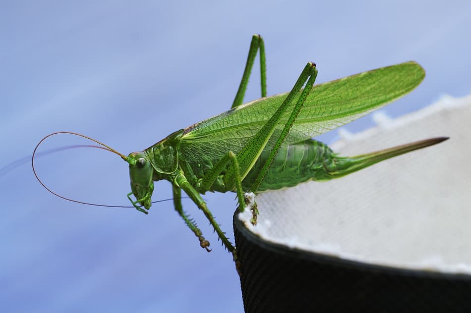 Vibrant Green Katydid by Allan Wallberg — canvas wall art