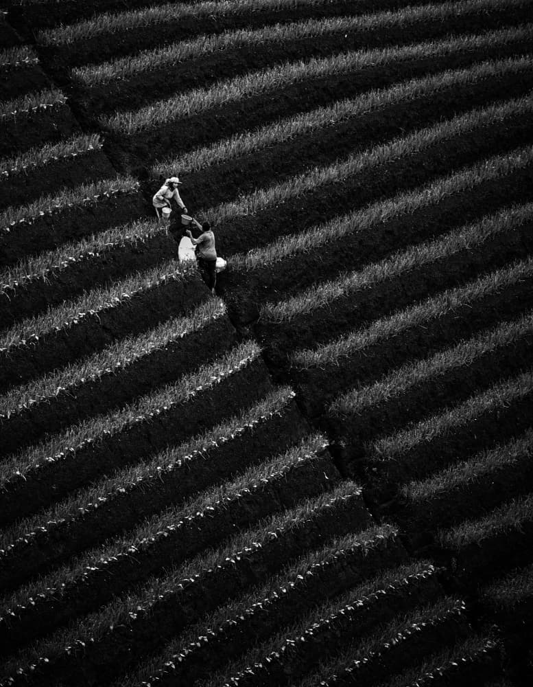 Overhead Field Workers by Firman Maulana — canvas wall art