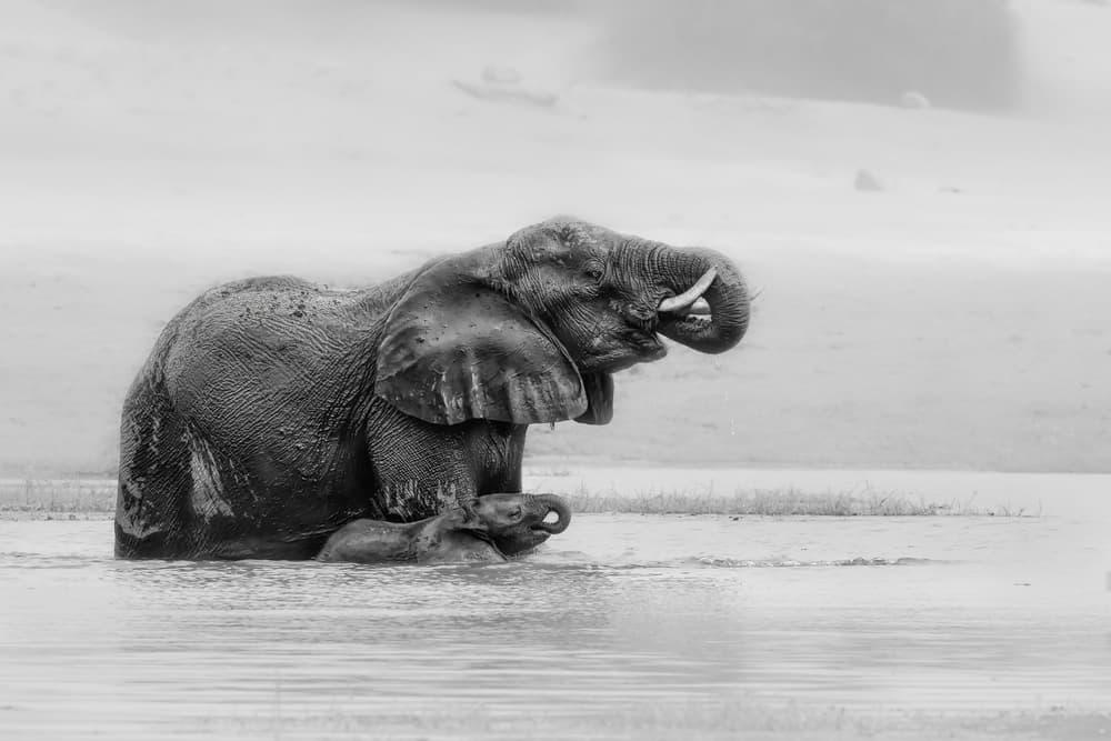 Baby Elephant Mud Bath by Jun Zuo — canvas wall art