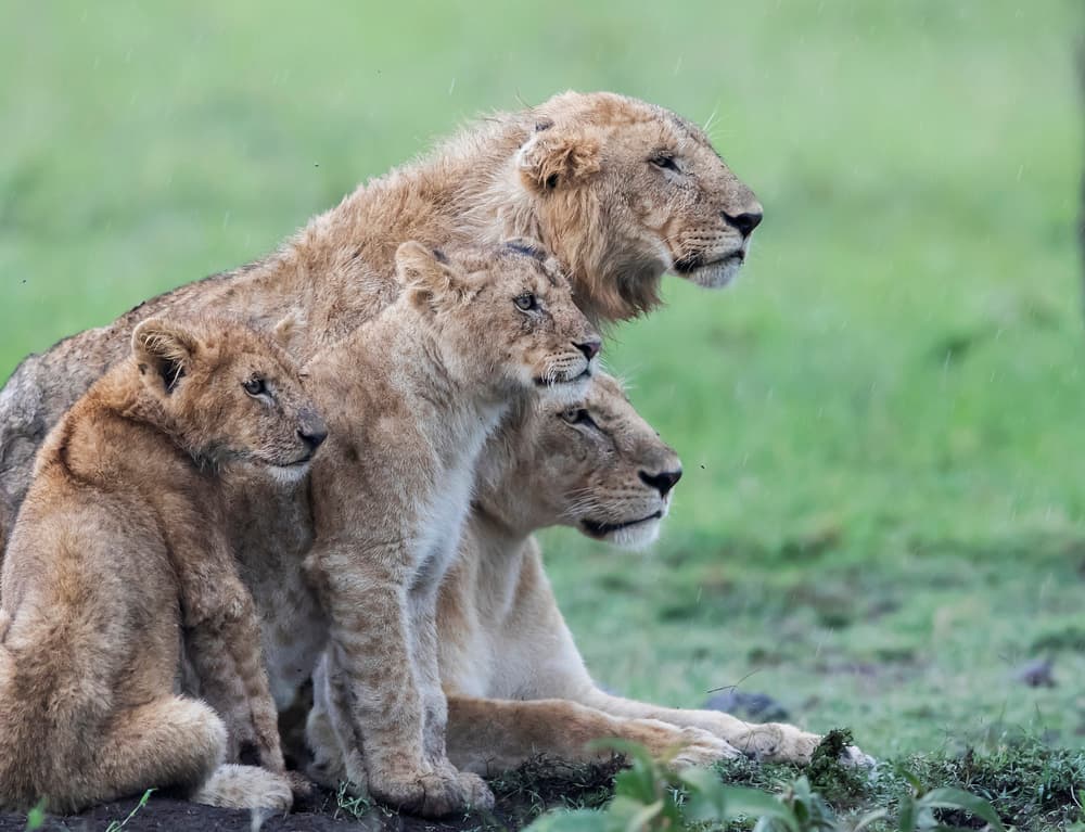 Watchful Lion Family by Phillip Chang — canvas wall art