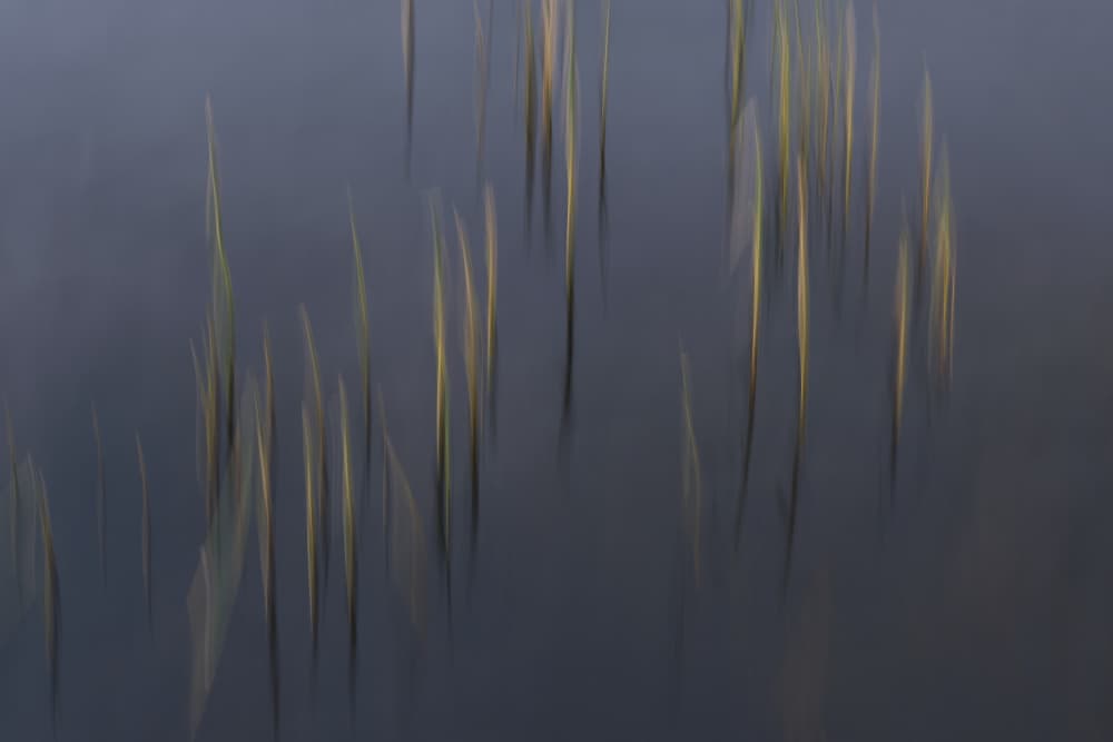 Calm Water Reeds by Hamed Bank — canvas wall art