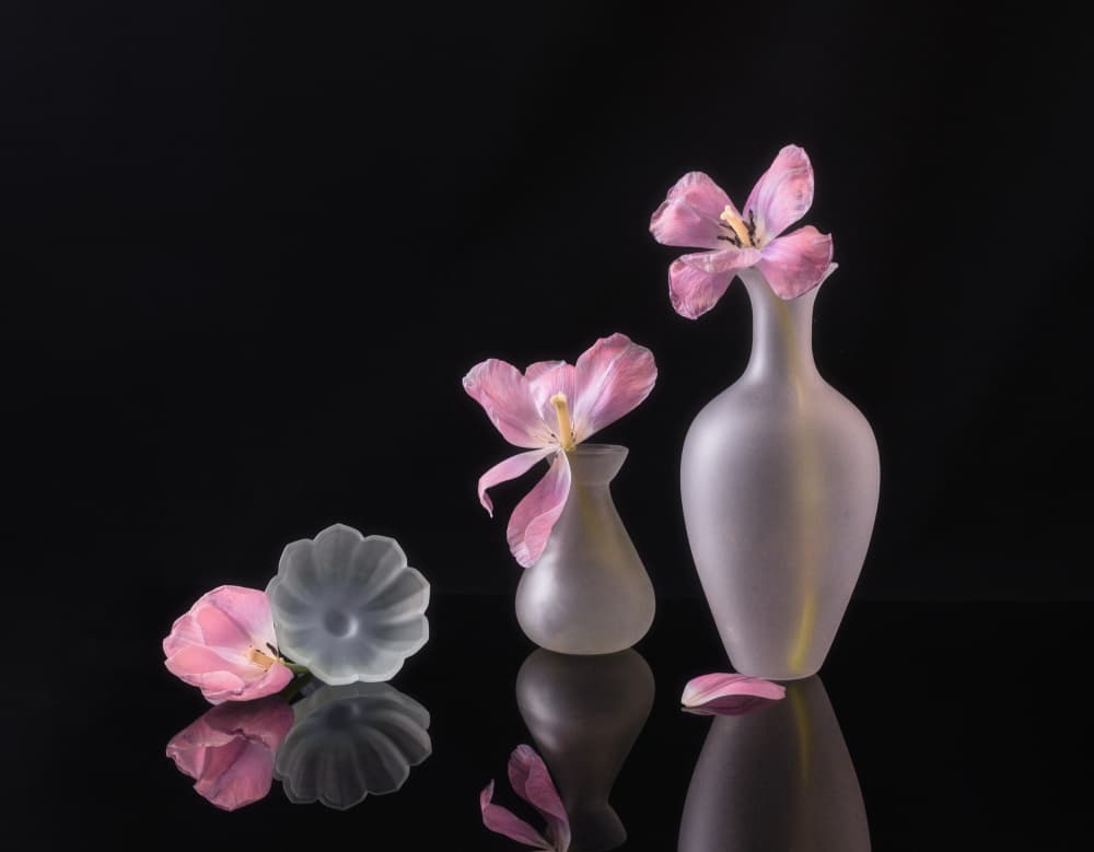 Fading Pink Tulips by Alice Sheng — canvas wall art