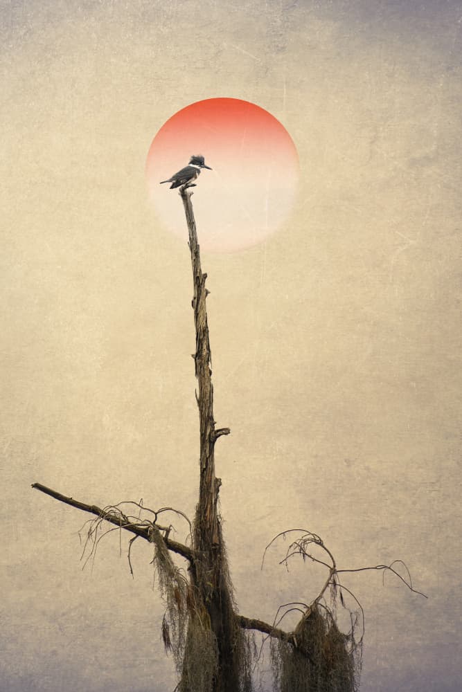 Kingfisher Red Sun Perch by Larry Deng APA — canvas wall art