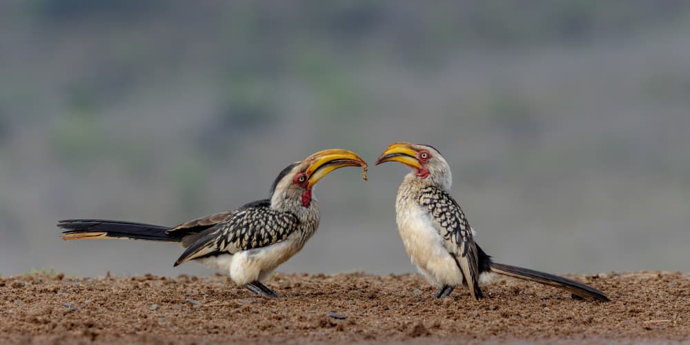 Yellow Hornbills Sharing by Alessandro Catta — canvas wall art