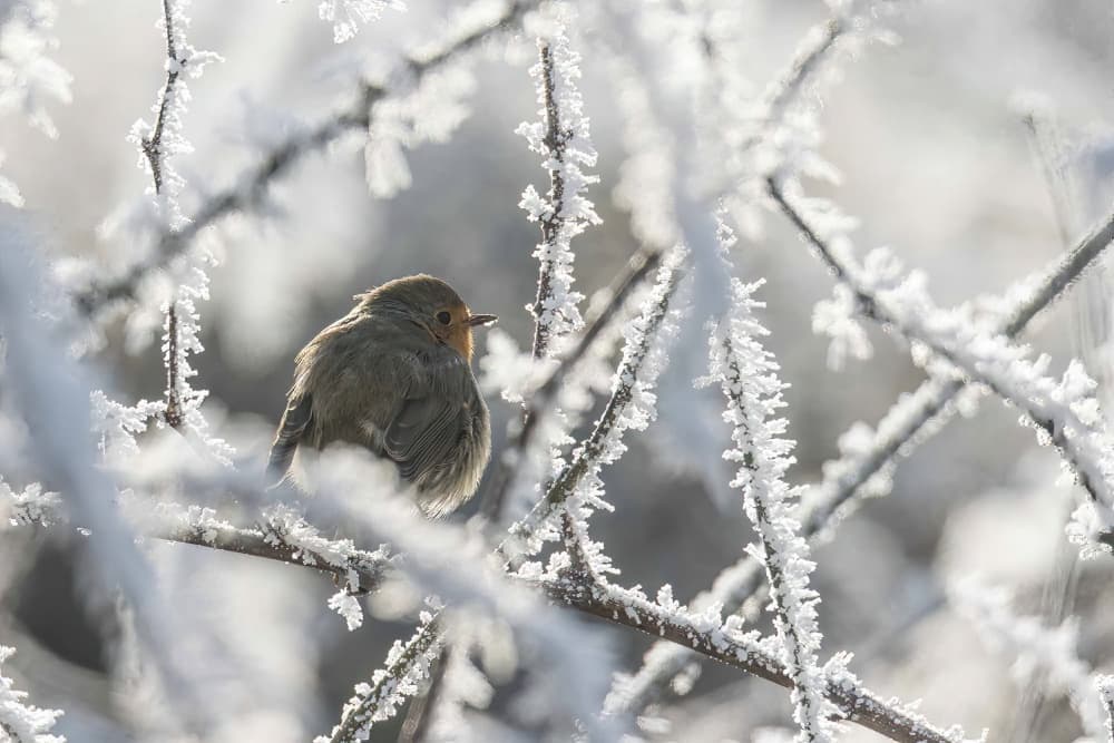 Robin on Frosty Branch by alberti Patrick — canvas wall art