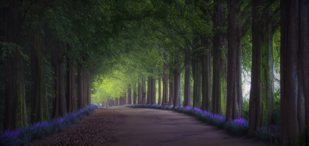 Enchanted Forest Path by Tiger Seo — canvas wall art