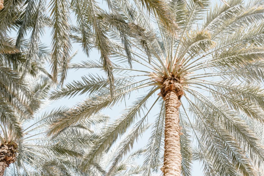 Sunny Palms Blue Sky by Photolovers — canvas wall art