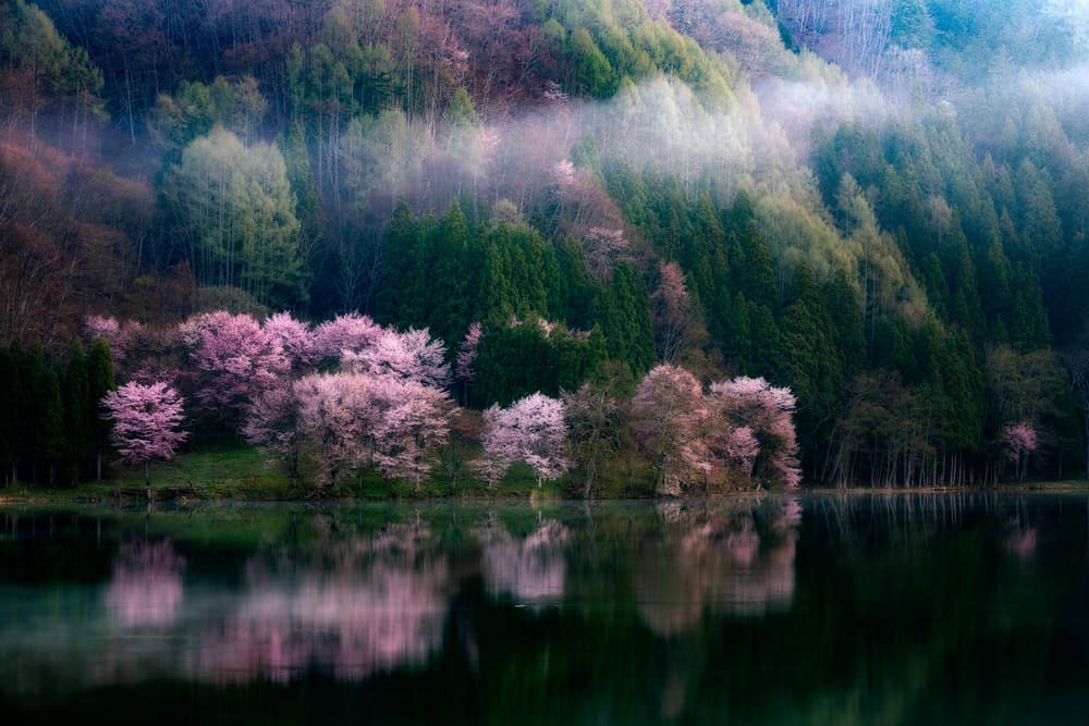 Misty Cherry Blossom Lake by Takeshi Mitamura — canvas wall art