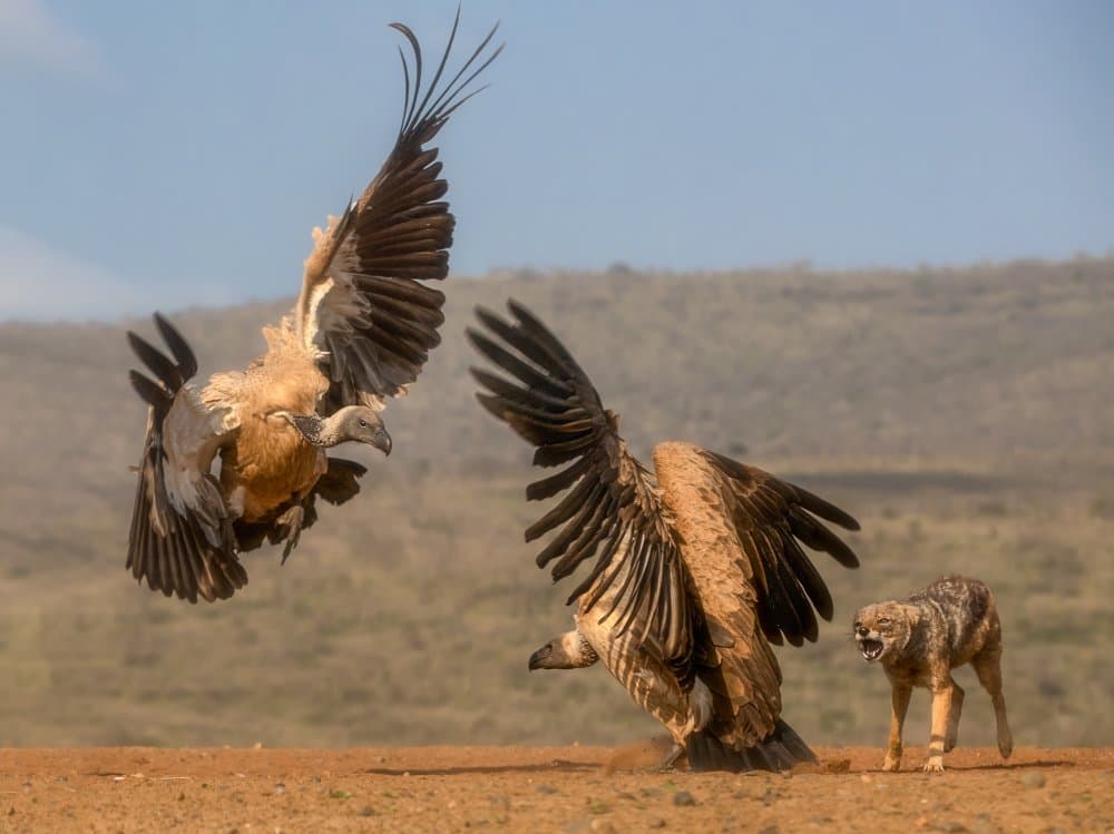 Vultures Jackal Conflict by Charlaine Gerber — canvas wall art