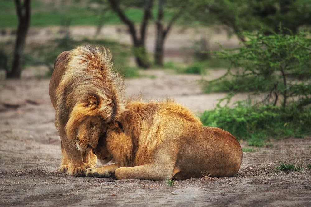 Tender Lion Bond by Mohammed Alnaser — canvas wall art