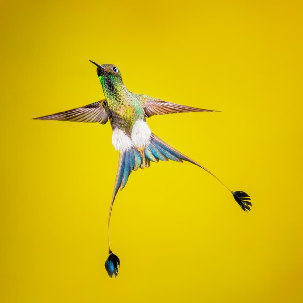 Exotic Long-tailed Hummingbird by Siyu_Wei APA — canvas wall art