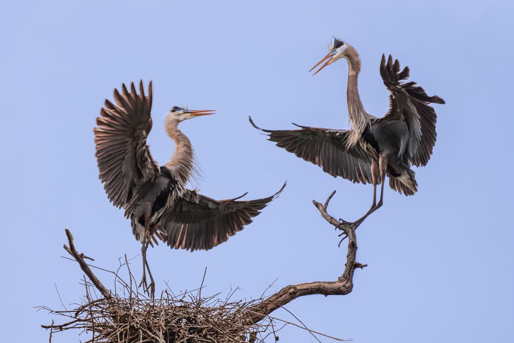 Great Blue Herons Landing by James Cai — canvas wall art
