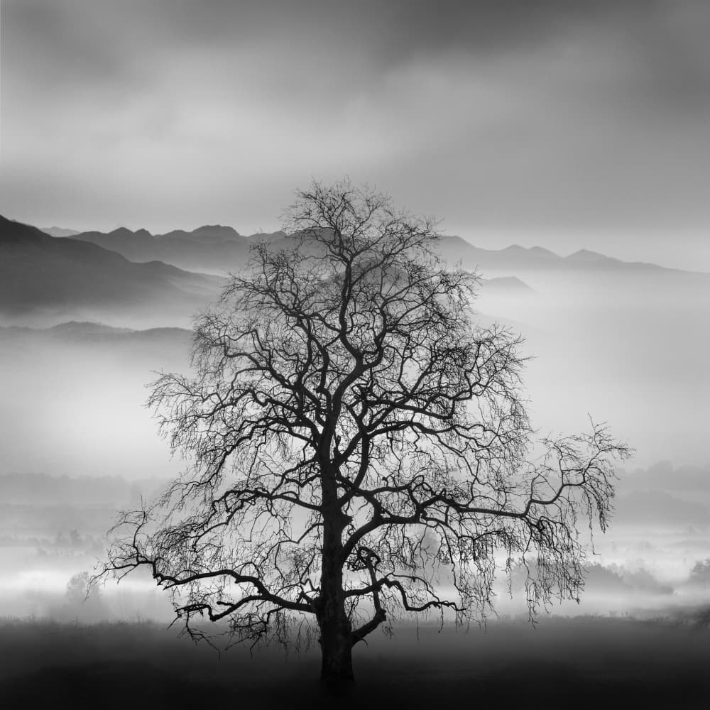 Misty Mountain Tree by George Digalakis — canvas wall art