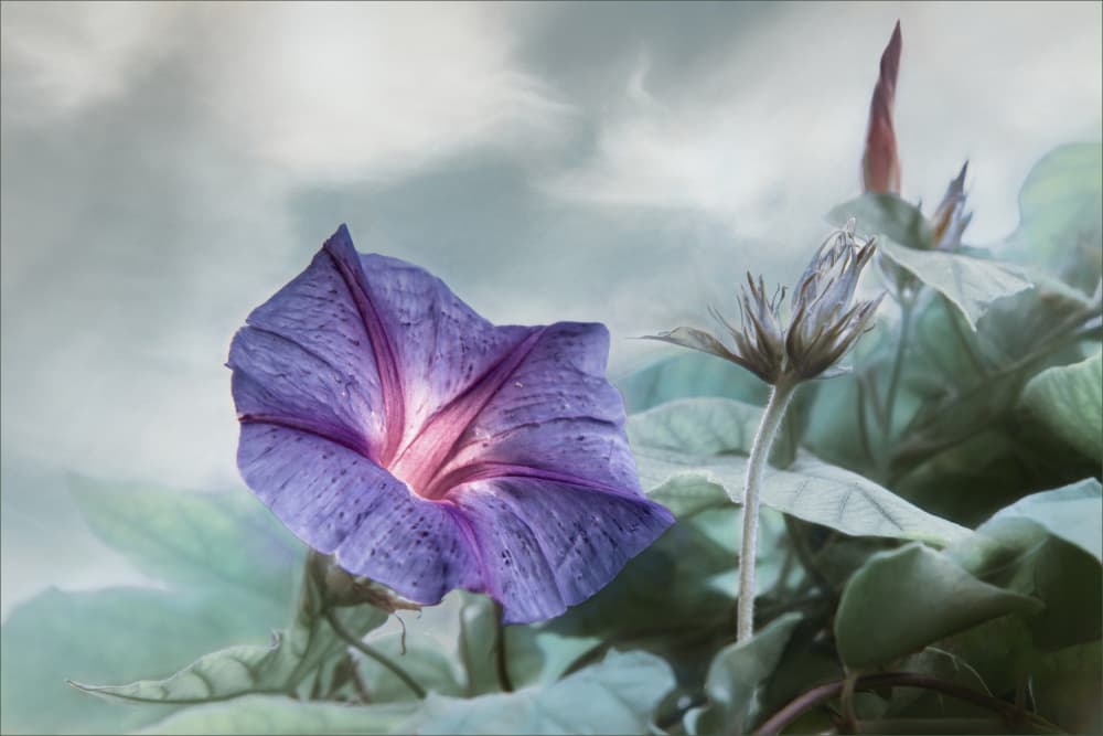 Dreamy Morning Glory by Gilbert Claes — canvas wall art
