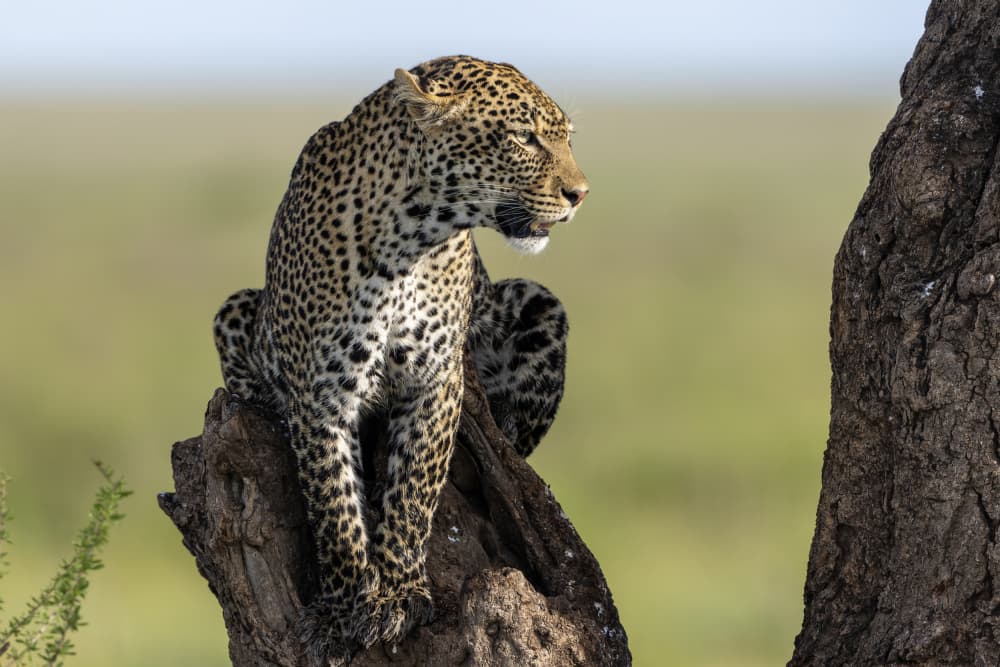 Majestic Leopard by Alessandro Catta — canvas wall art