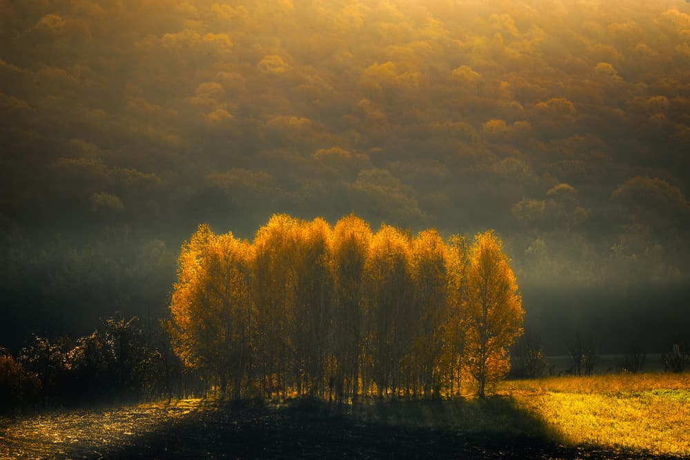 Golden Morning Mist by Anghel Rusu — canvas wall art