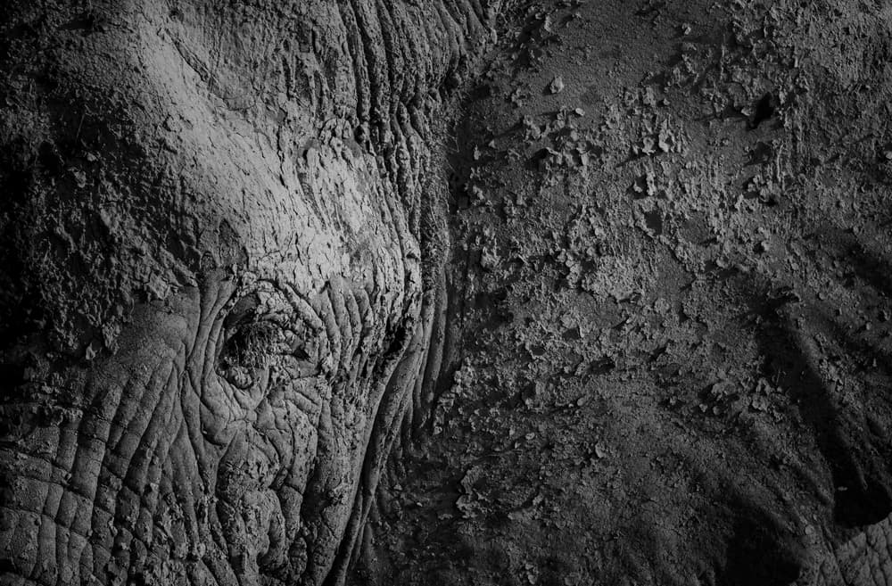 Textured Elephant Eye by Ibrahim Canakci — canvas wall art