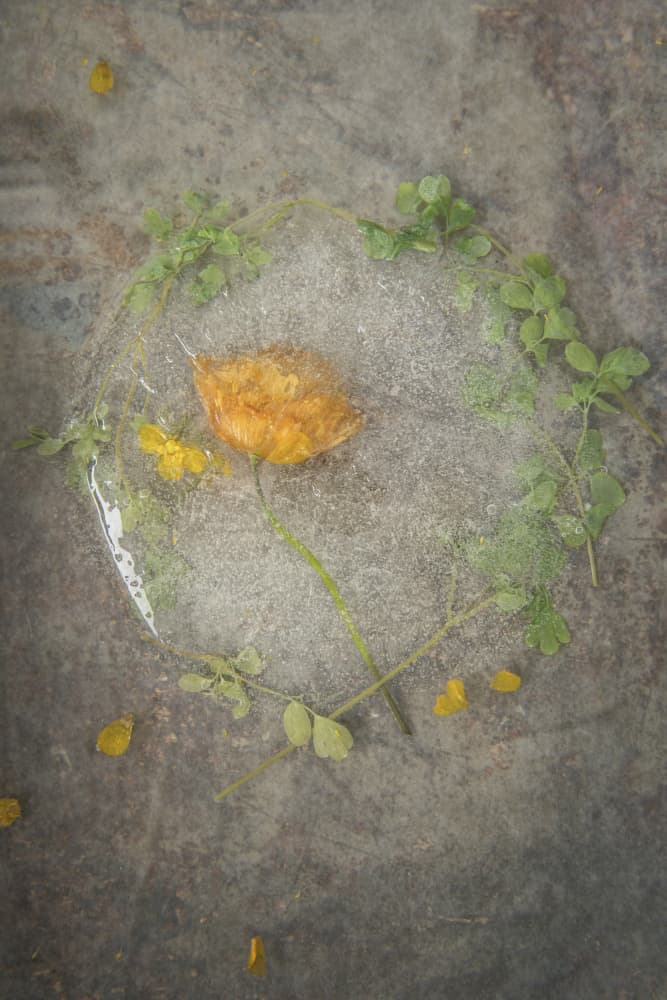 Frozen Orange Bloom by Lynann Colligan — canvas wall art