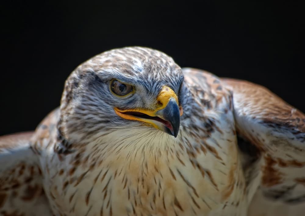 Majestic Hawk Portrait by Alain Turgeon — canvas wall art