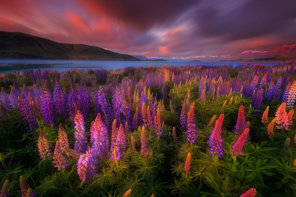 Lupine Lake Sunset by Patrick Marson Ong — canvas wall art