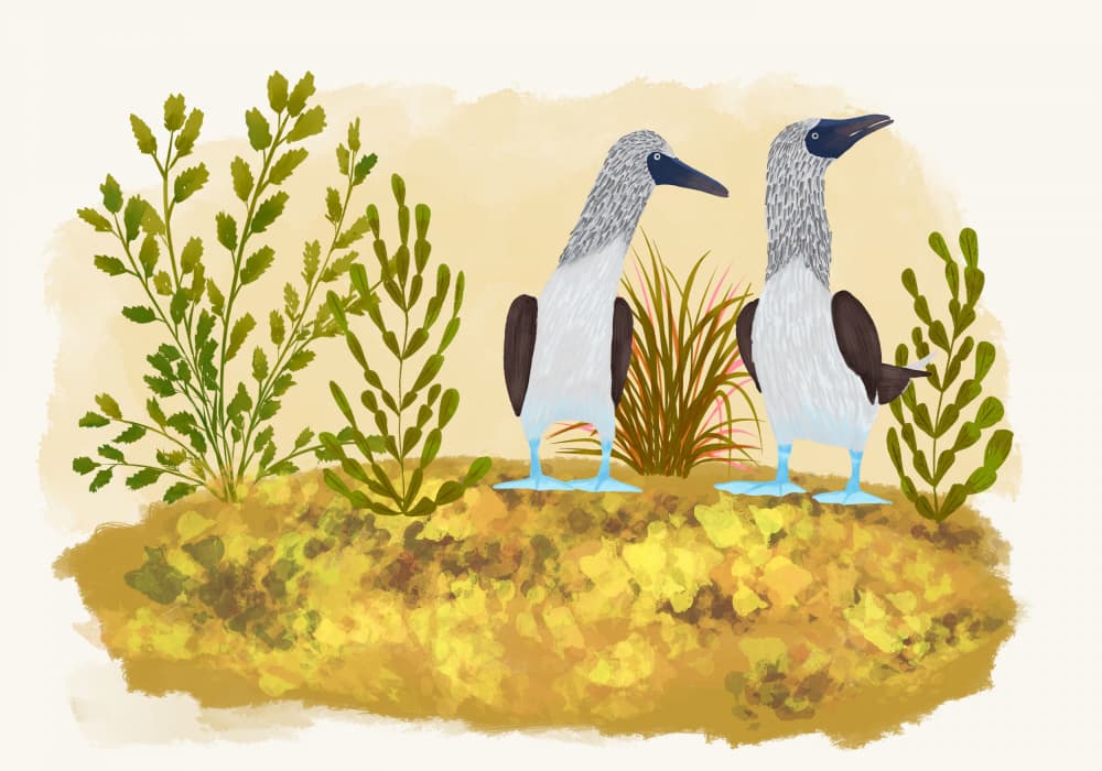 Two Blue Footed Boobies by Aliya Putrus — canvas wall art