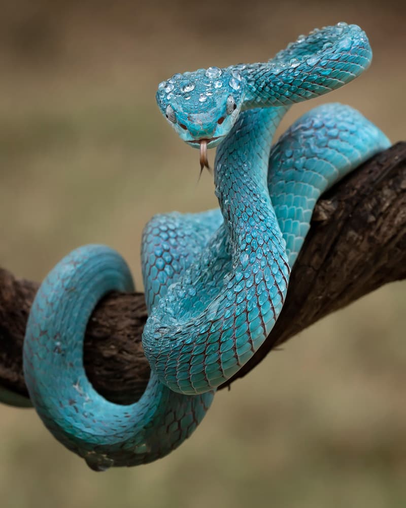 Blue Viper with Dew by Tantoyensen — canvas wall art