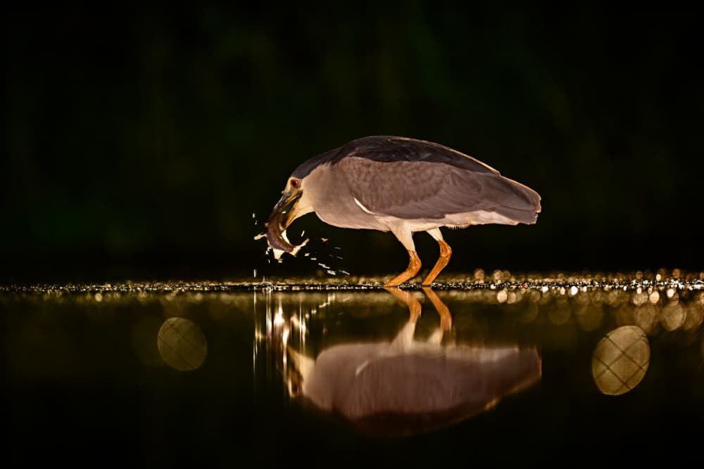 Night Heron's Catch by Rob Li — canvas wall art