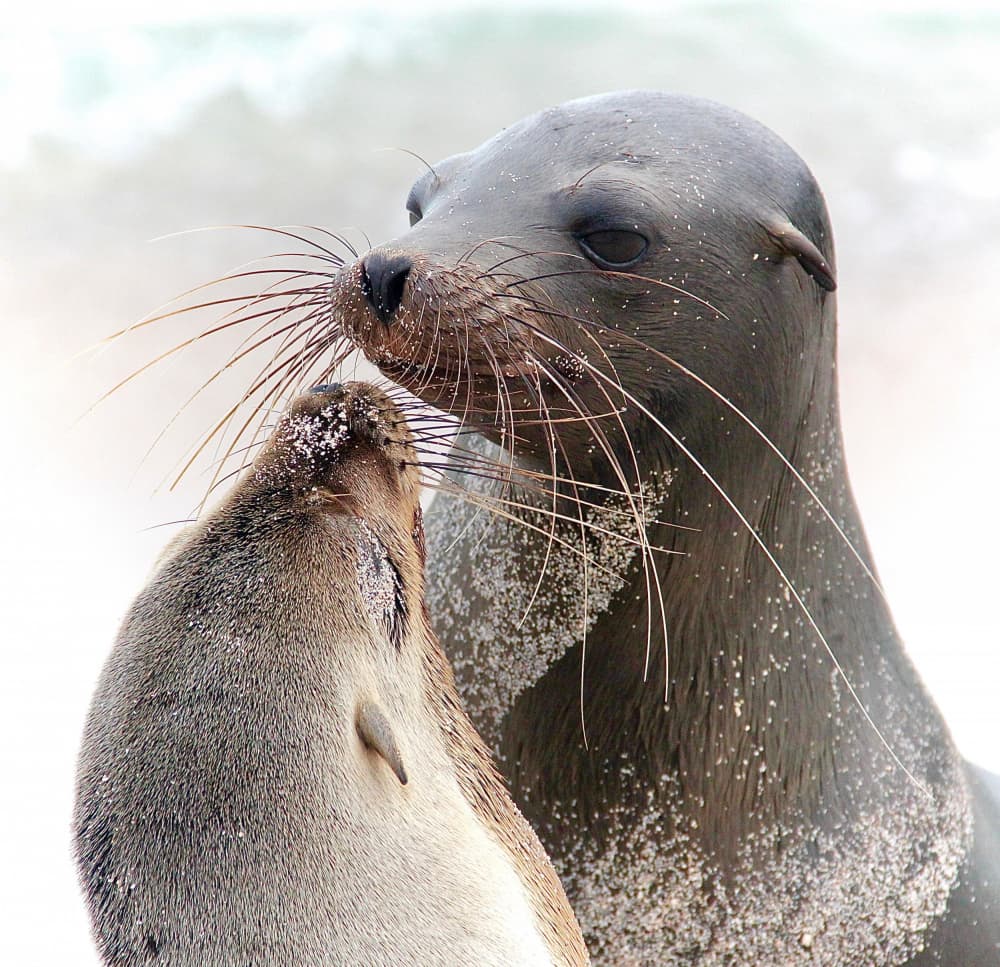 Seals Tender Moment by Zina Heg — canvas wall art