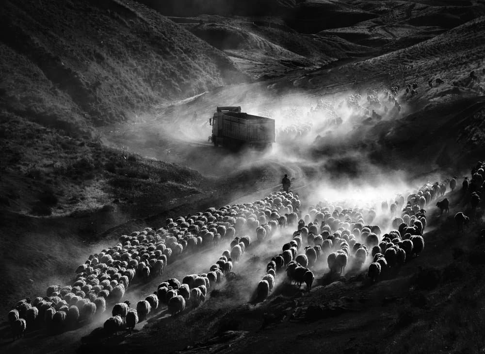 Dusty Mountain Sheep Journey by Gilcan Mete — canvas wall art