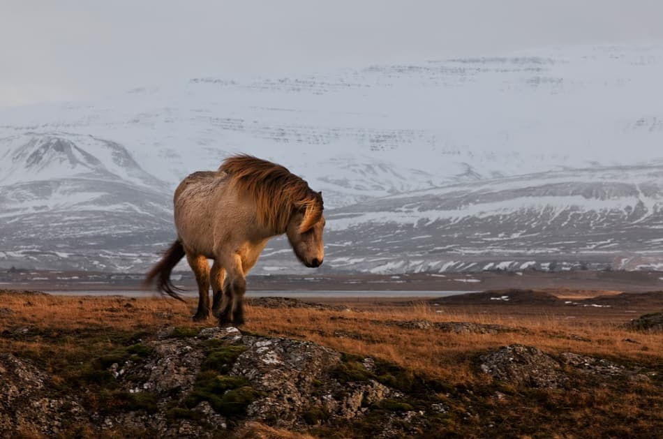 Majestic Mountain Horse by Bragi Ingibergsson - BRIN — canvas wall art