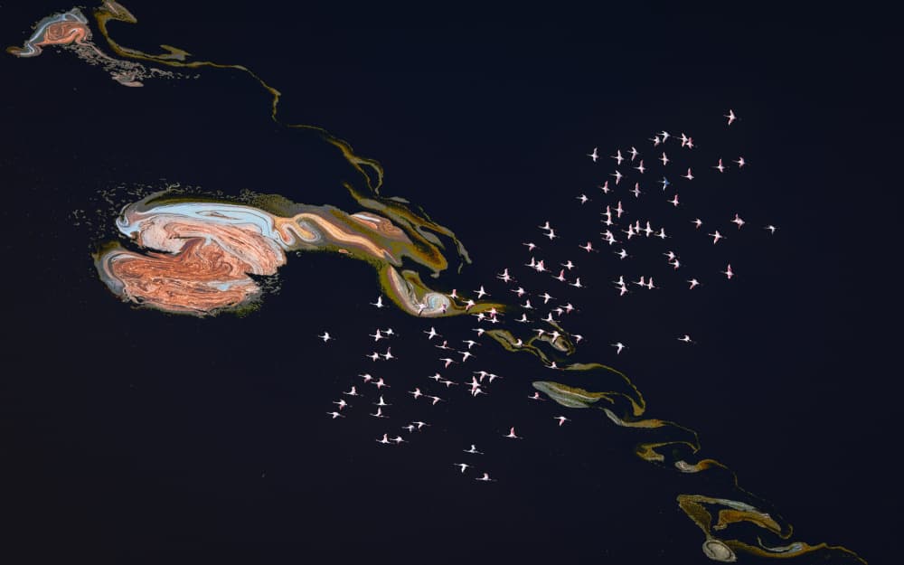 Pink Flamingos Abstract Flight by John J. Chen — canvas wall art