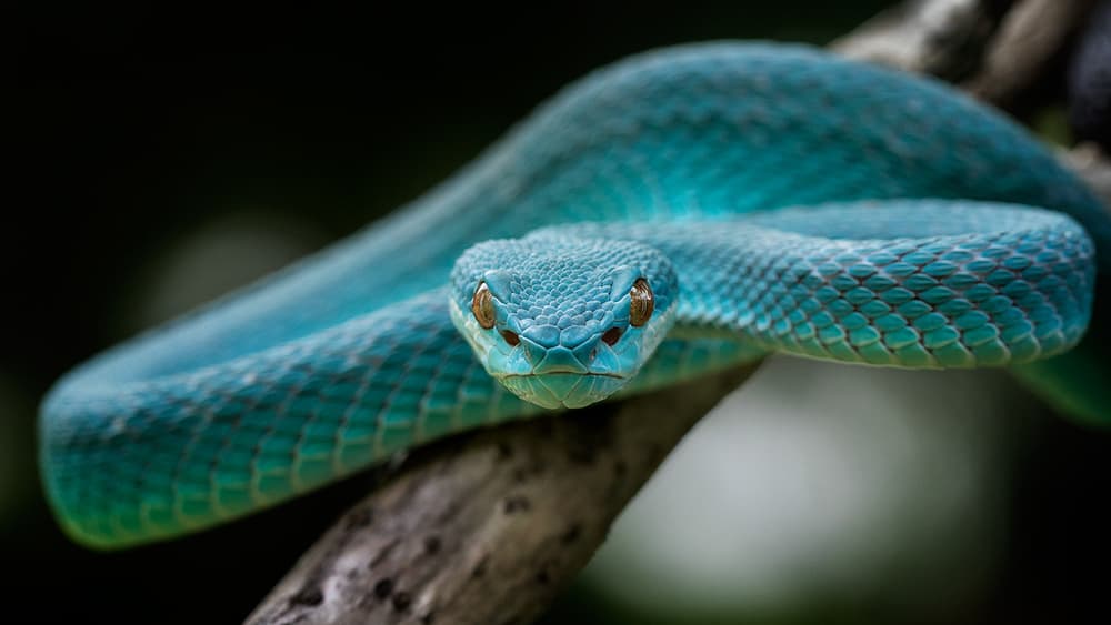 Striking Blue Viper by Hendy Mp — canvas wall art