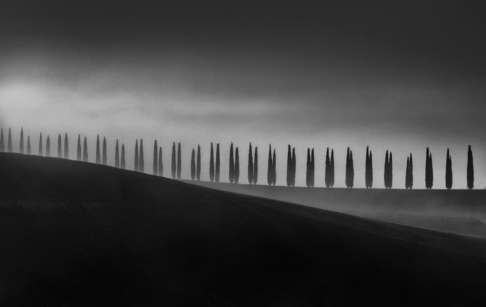 Misty Cypress Ridge by Todor Tanev — canvas wall art