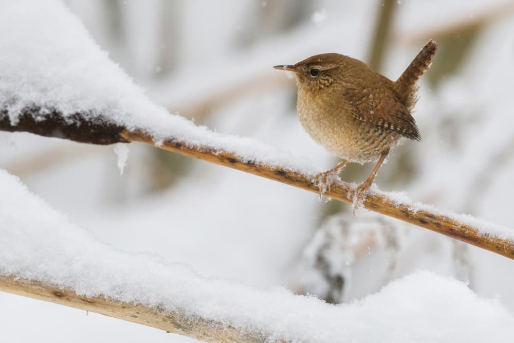 Peaceful Winter Wren by Dmitry Doronin — canvas wall art