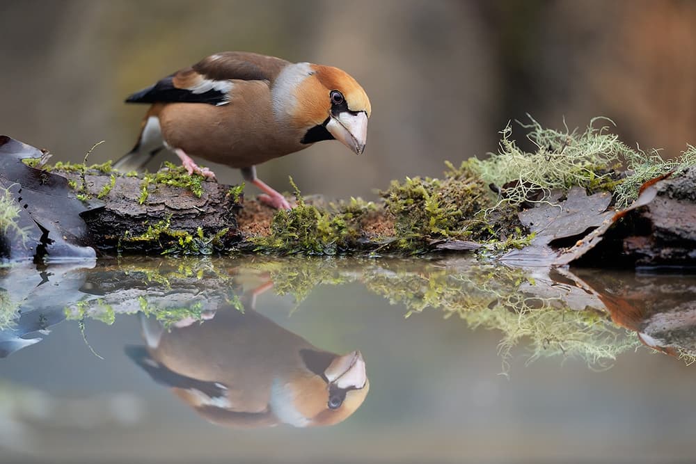 Serene Hawfinch Reflection by Marco Pozzi — canvas wall art