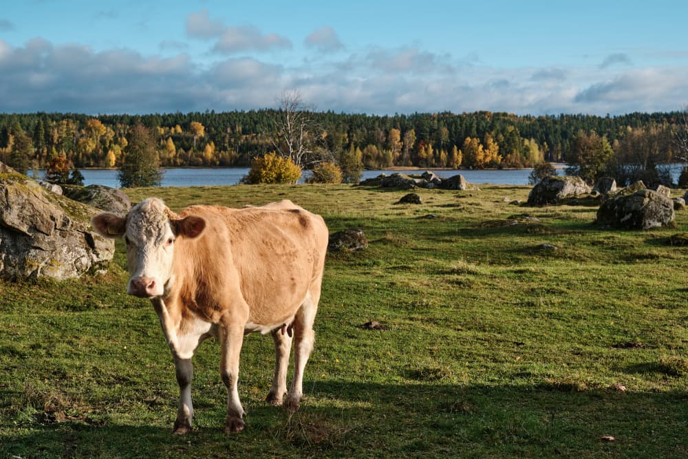 Autumn Cow Countryside by Geertjan Plooijer — canvas wall art
