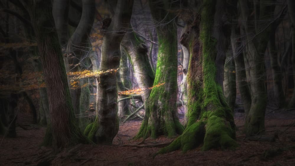 Mystical Mossy Forest by Saskia Dingemans — canvas wall art