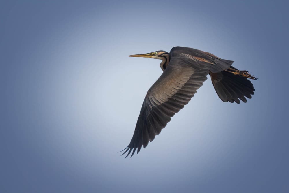 Purple Heron in Flight by alberti Patrick — canvas wall art