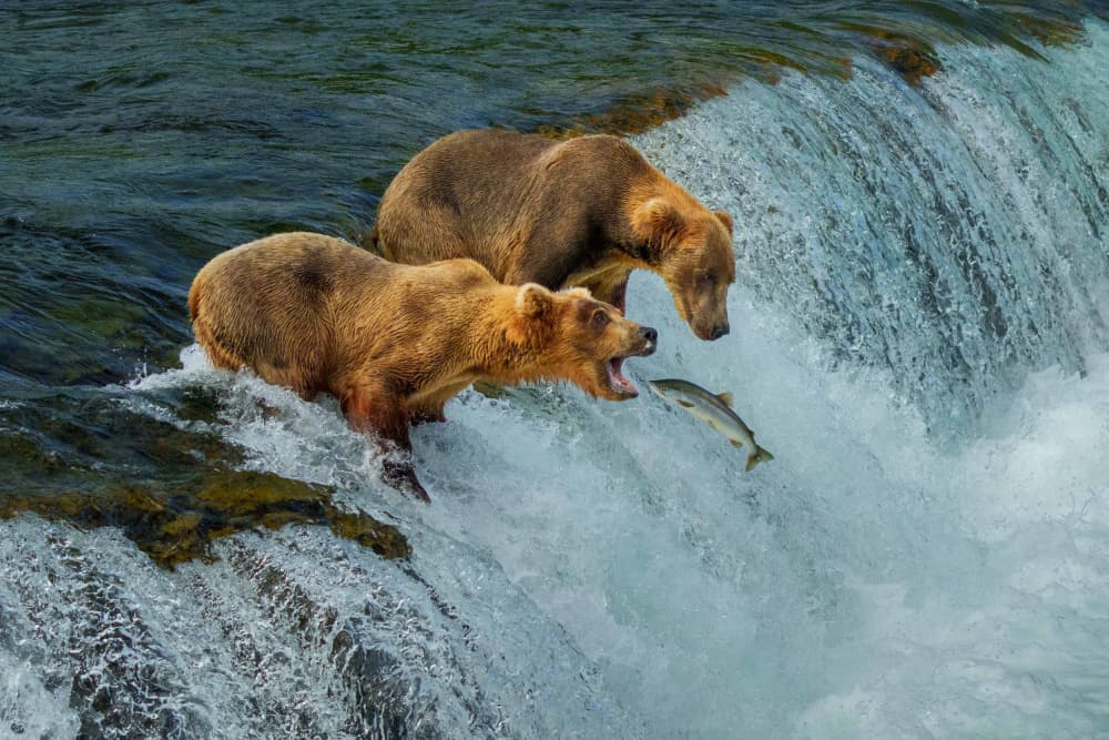 Bears Catching Salmon by Xiaoyuan Xu — canvas wall art