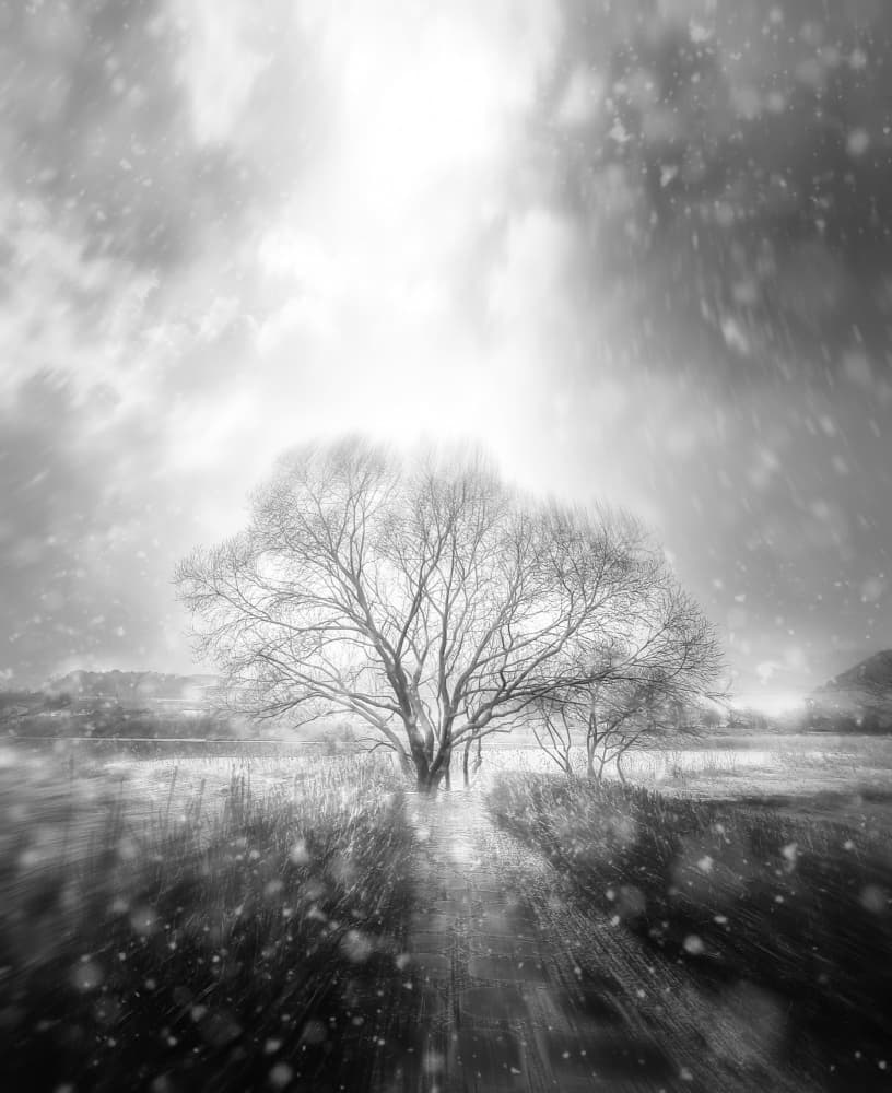 Tree in Winter Light by YoungIl Kim — canvas wall art