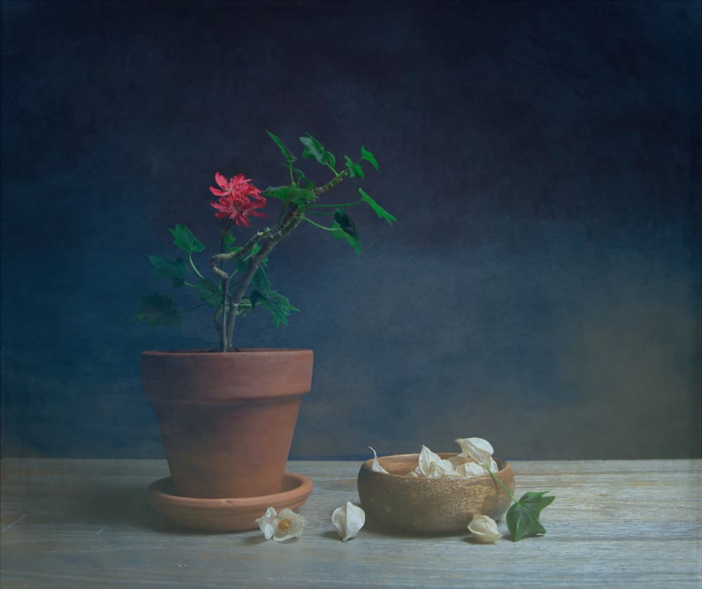 Moody Potted Flower by Fangping Zhou — canvas wall art
