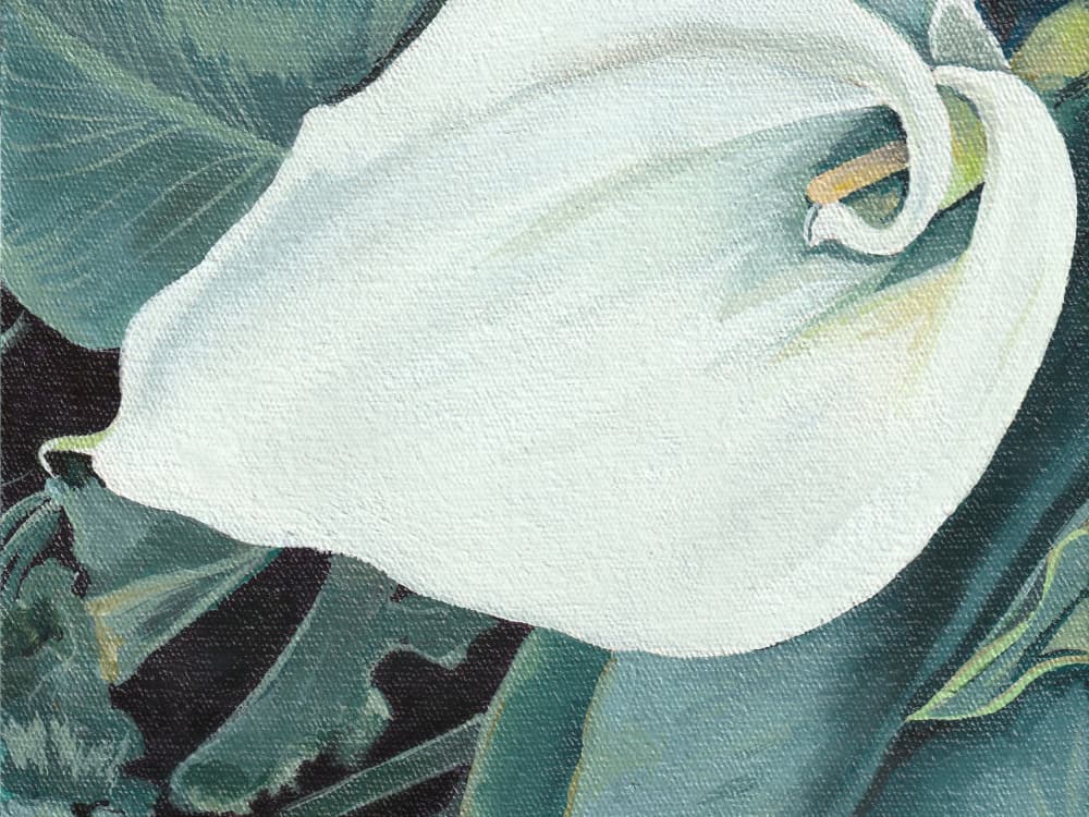 Elegant Calla Lily Bloom by Viccy Wanliss — canvas wall art