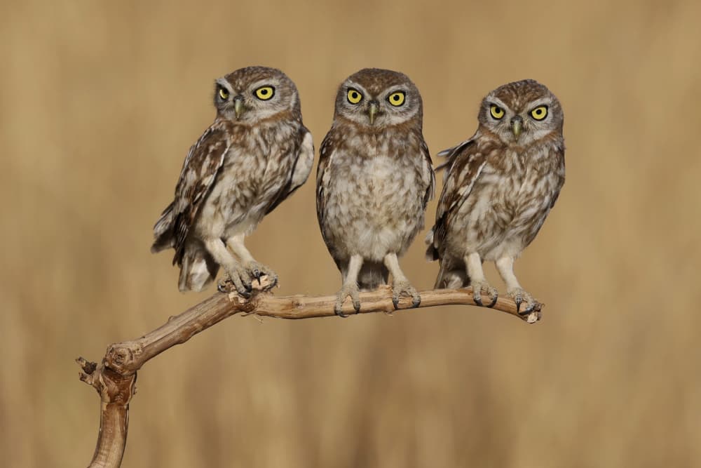 Three Little Owls by David Manusevich — canvas wall art