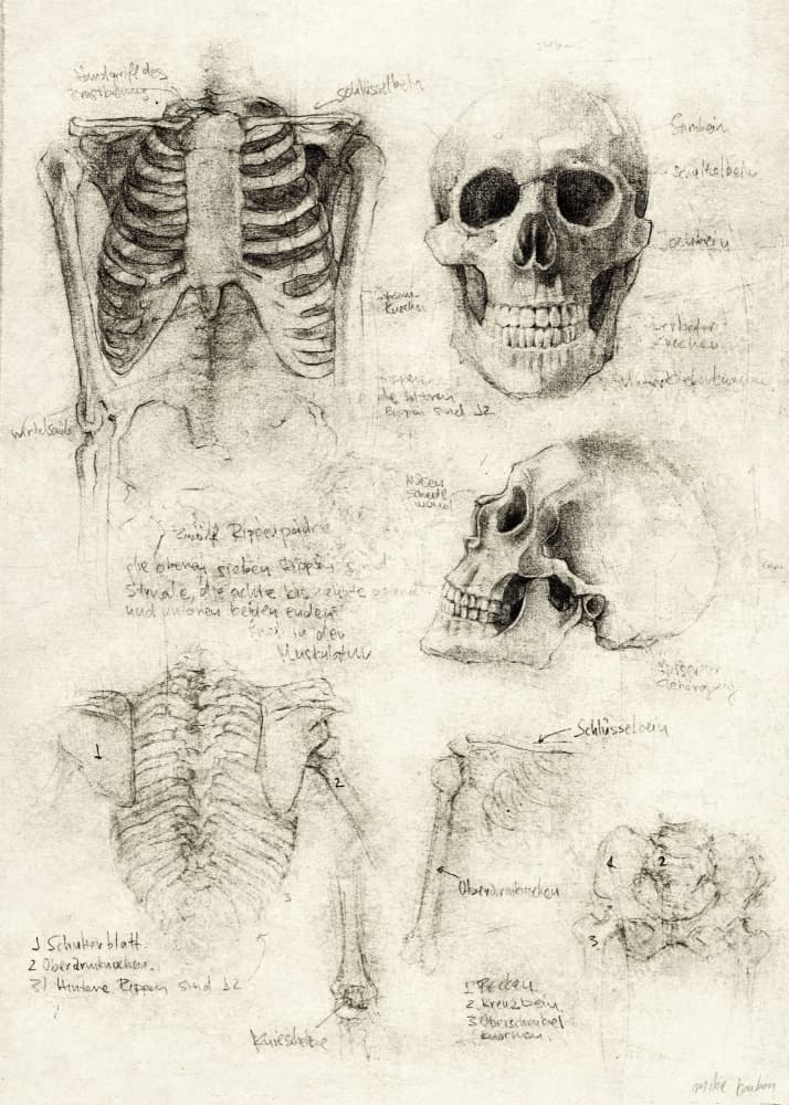 Bones of the Core Skull &amp; Ribcage Studies by Mike Koubou — canvas wall art