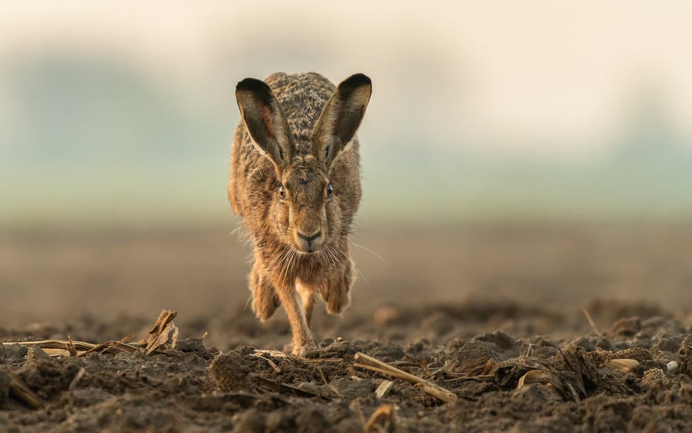 Wild Hare Sprint by Damian Stopczynski — canvas wall art
